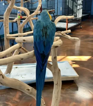 Gold Macaw Perch on Branch