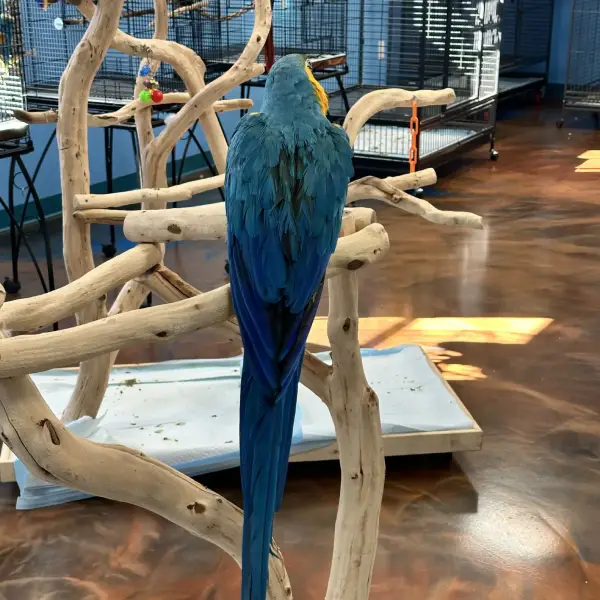 Gold Macaw Perch on Branch