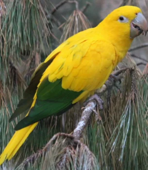 Golden Conure