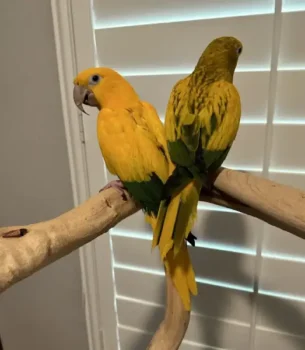 Golden conure bananna and simon