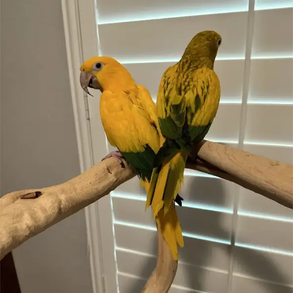 Golden conure bananna and simon