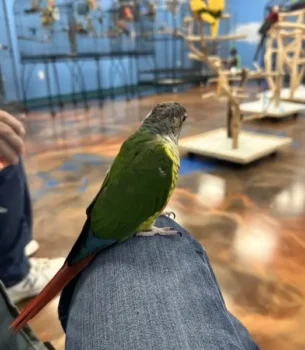 Green Cheek Munchie