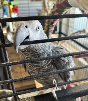 Little african grey in cage