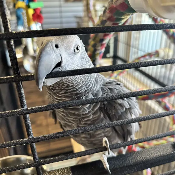 Little african grey in cage