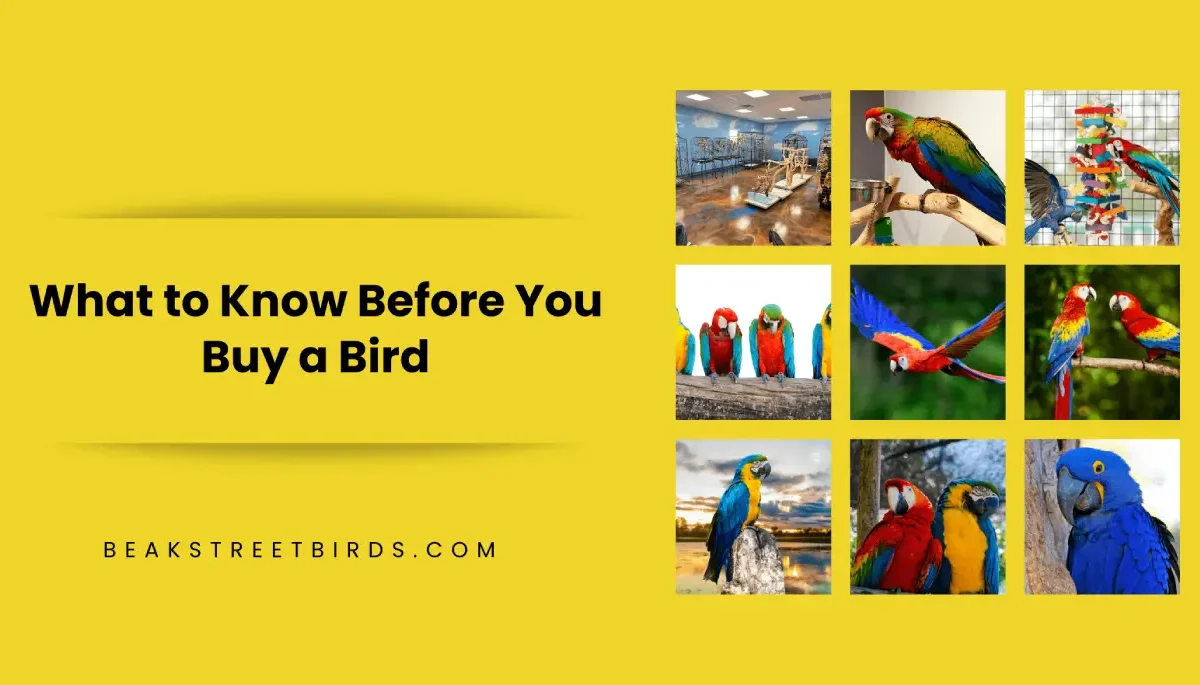 What to Know Before You Buy a Bird