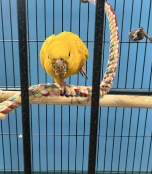 Yellow Bird on Branch