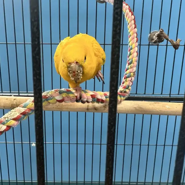 Yellow Bird on Branch