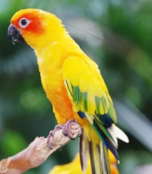 Golden Conure Juvenile