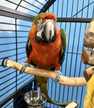Phoenix Catalina Macaw Cuddles