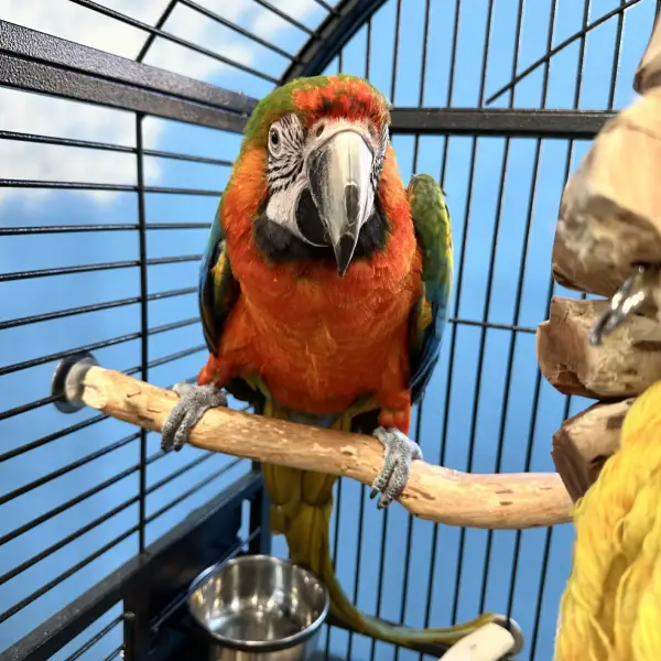 Phoenix Catalina Macaw Cuddles