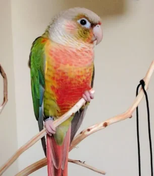 Red Factor Pineapple Green Cheek Conure