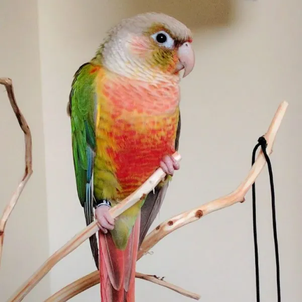 Red Factor Pineapple Green Cheek Conure