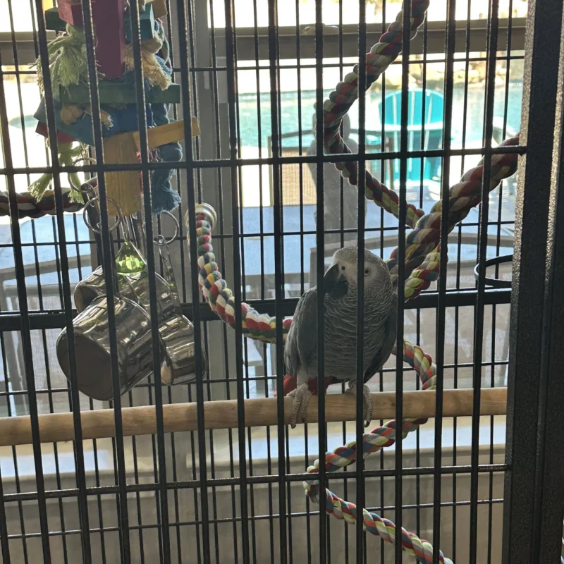 African Grey on Perch