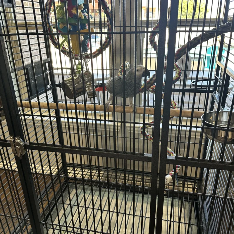 Curious African Grey with Toys