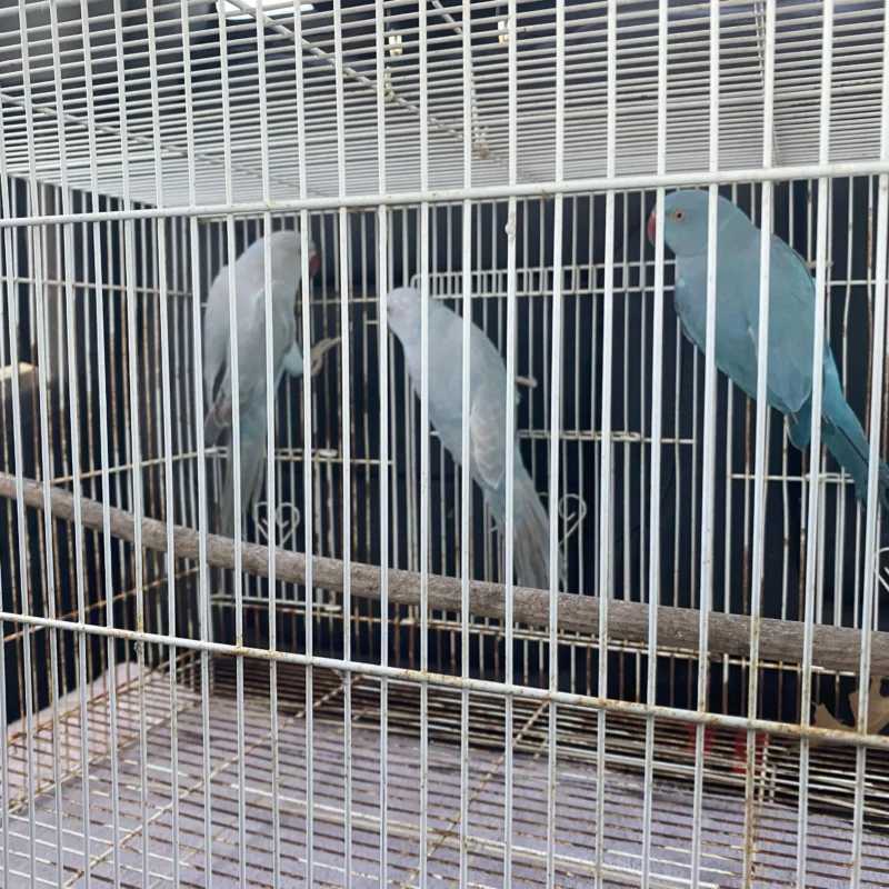Indian Ringneck Sitting into Cage