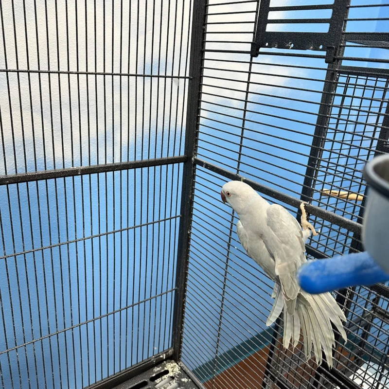 Indian Ringnecks