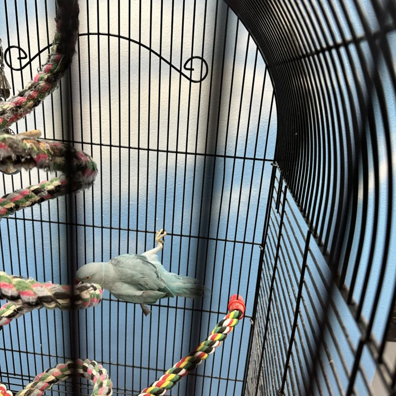 Indian Ringnecks New Home