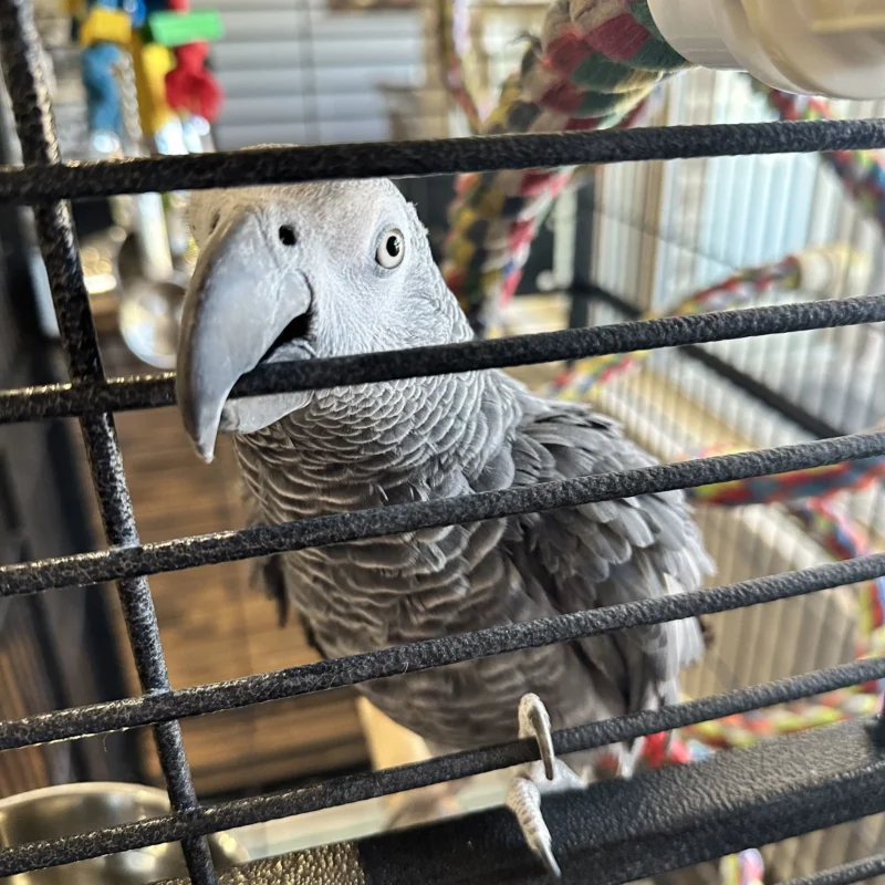 Little African Grey