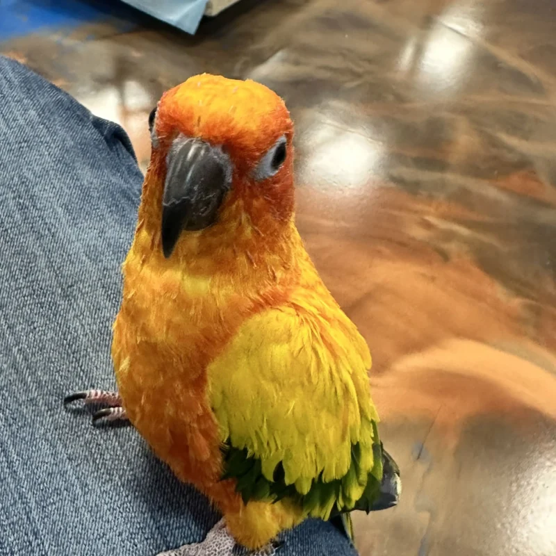 Little Rico the Conure