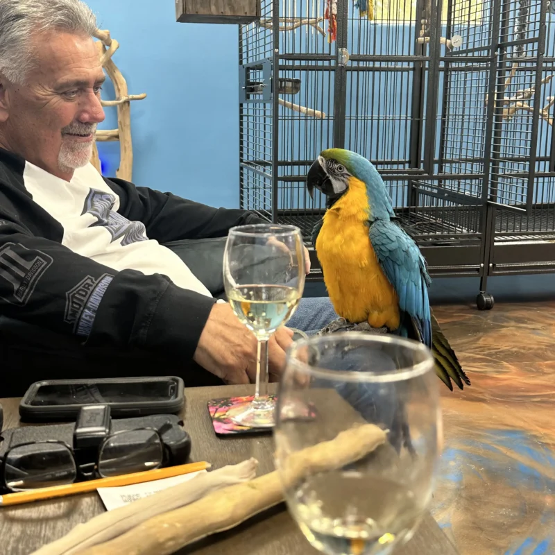 Selena Blue and Gold Macaw