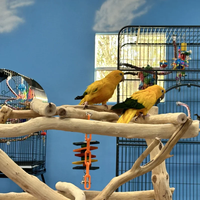 Simon And Bananna