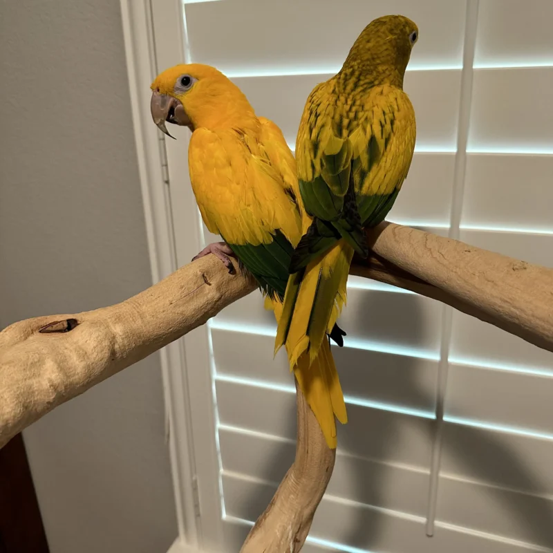 Simon And Bananna Golden Conure