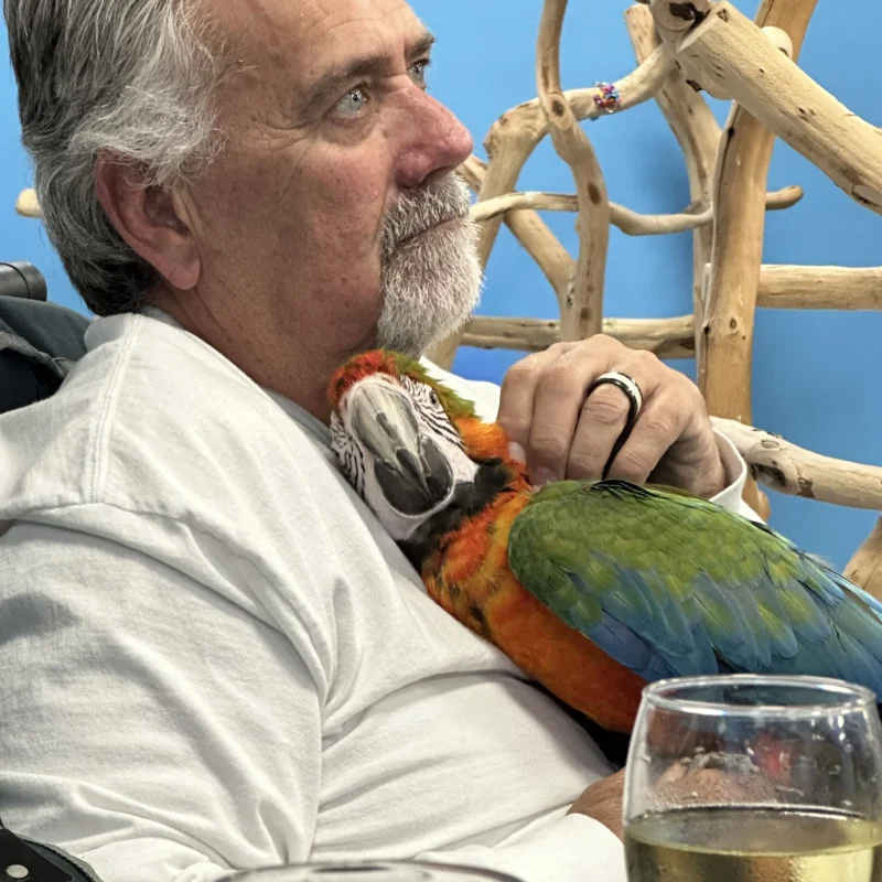 Steven Catalina Macaw