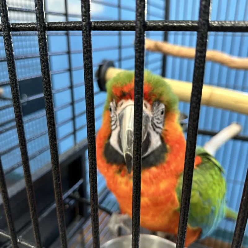 Talking Macaw