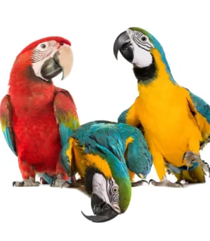 Large Birds
