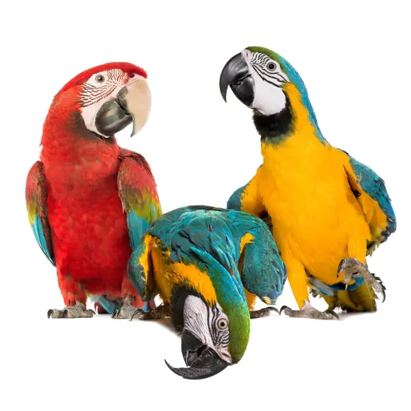 Large Birds