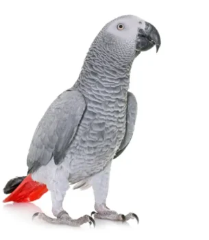 Medium birds
