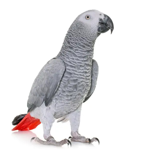 Medium birds