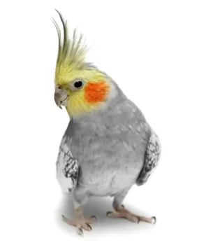 Small birds
