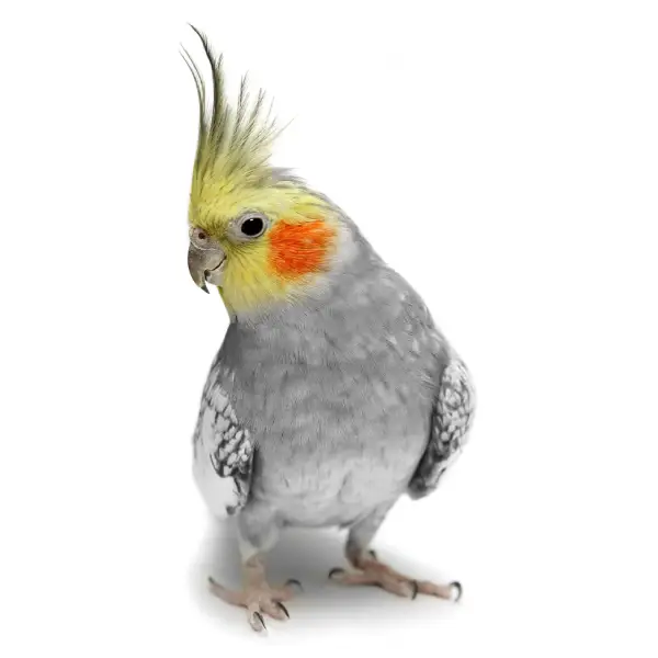 Small birds