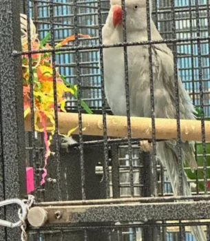 Indian Ringneck (Female)