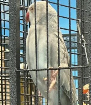 Indian Ringneck (Female)