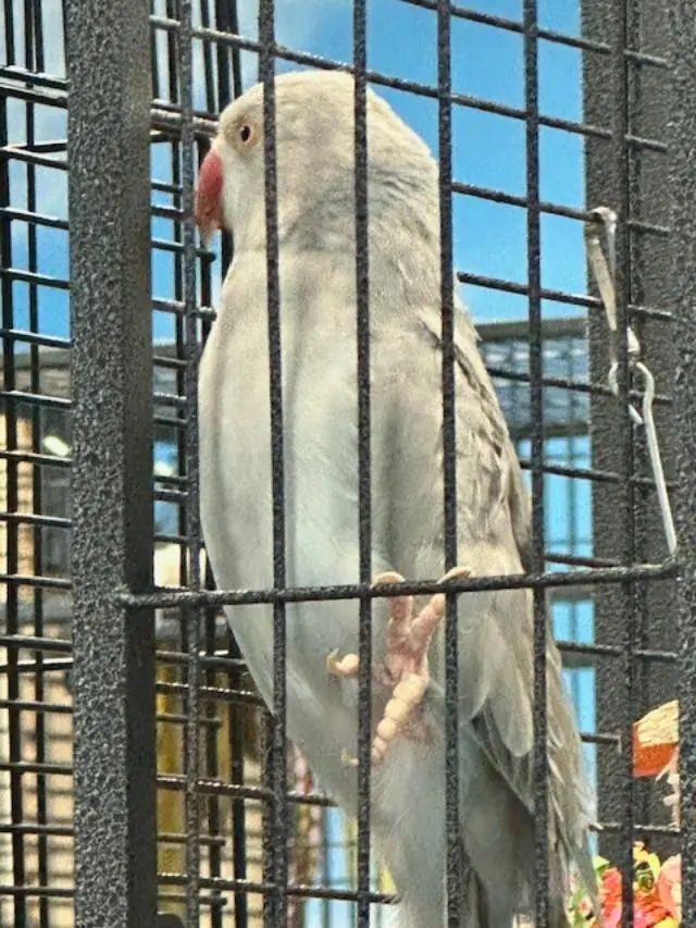 Female Indian Ringneck