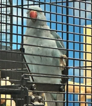 Indian Ringneck (Male)