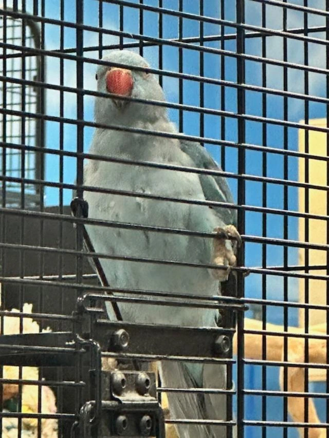 Male Indian Ringneck