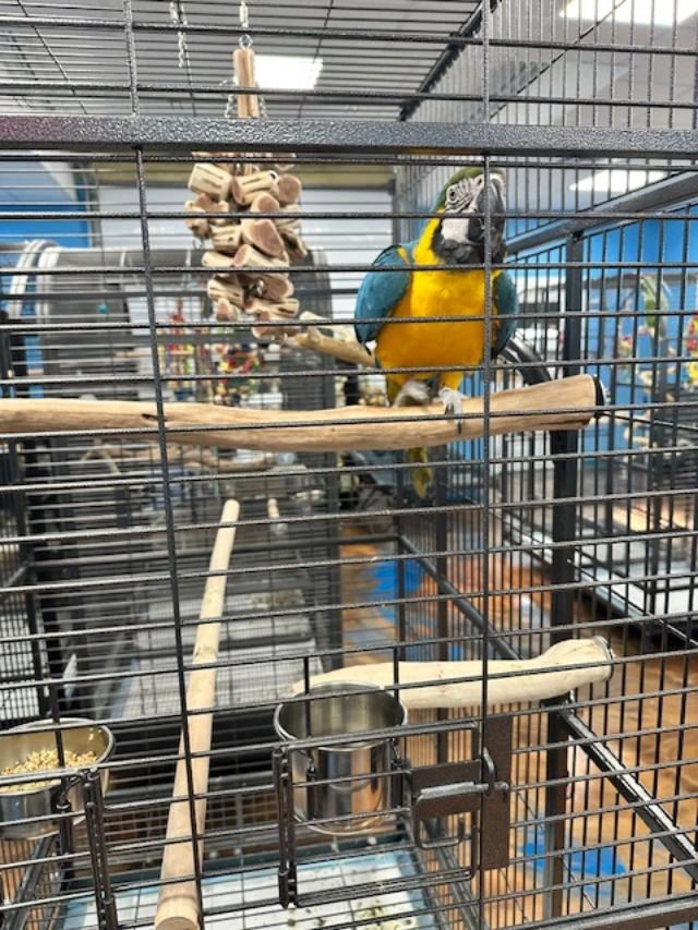 Rachel Blue and Gold Macaw