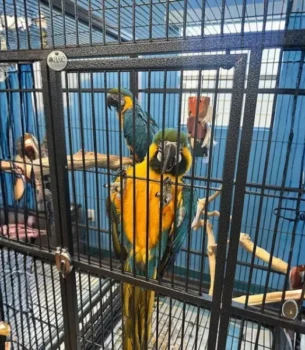 breeder Macaws pair male female