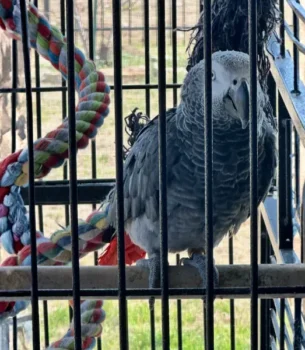 African Grey Parrot - large macaw cage with toys