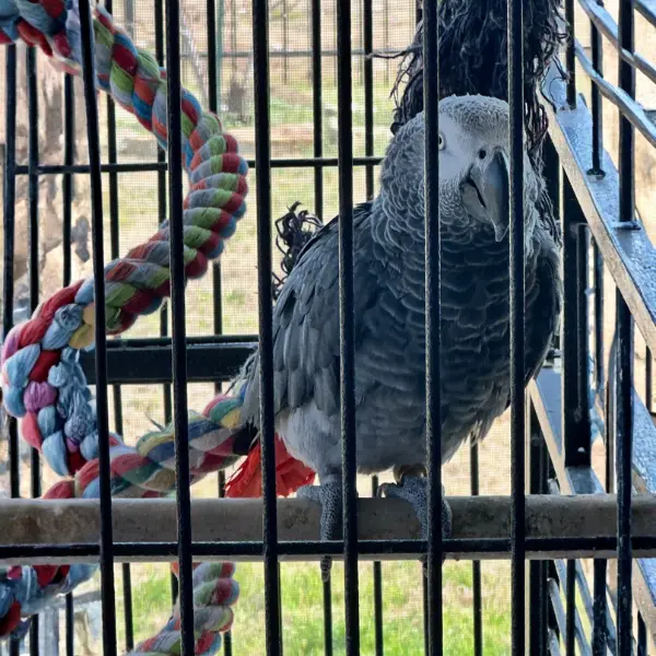 African Grey Parrot - large macaw cage with toys