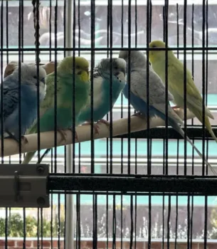 Colorful Budgies - group of parakeets inside cage
