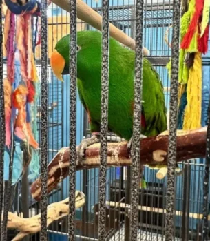 Eclectus Parrot Pair Male Green