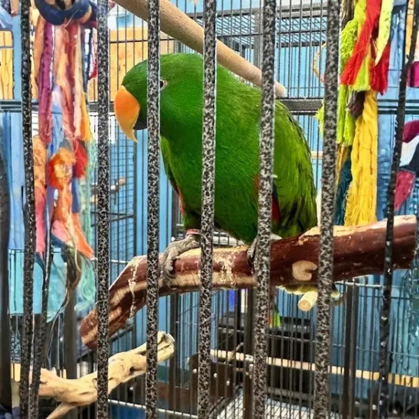 Eclectus Parrot Pair Male Green