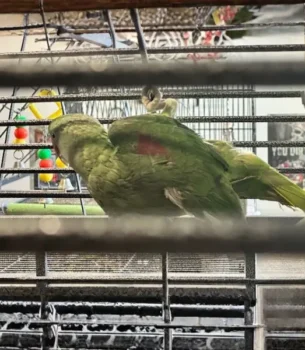 Male Alexandrine Ringneck - alexandrine parrot