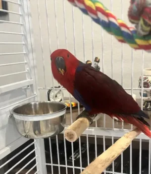 Hand Fed Baby Eclectus