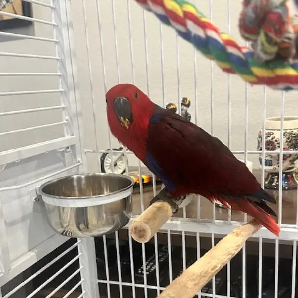 Hand Fed Baby Eclectus