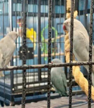 Indian Ringneck Trio (1M, 2F) - male and two female ringneck parrots with flight cage setup